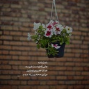 Profile picture of ‌فاطیماه‌