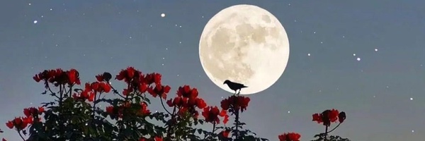 ‌امیرممد‌'s header picture