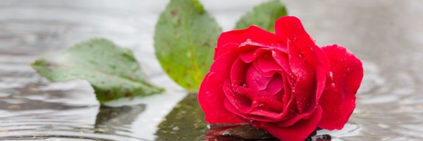 ‌یا زهرا سلام الله علیها‌'s header picture