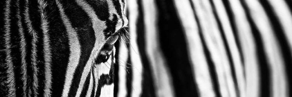 ‌صَدرا صَبور‌'s header picture