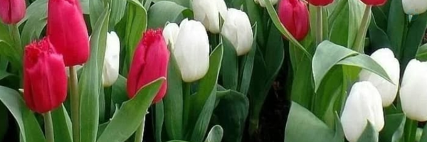 ‌نازنین صلحی‌'s header picture
