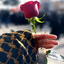 Profile picture of ‌✿فاطیما✿‌