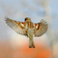 Profile picture of ‌| sparrow_art |‌