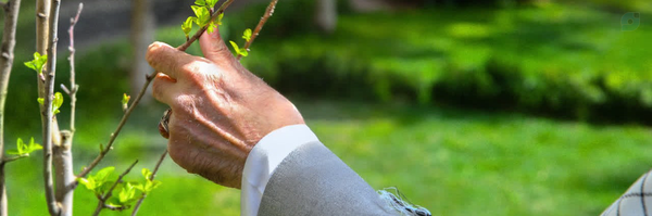 ‌رضا آیرملو‌'s header picture