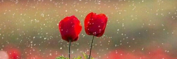 ‌عبدالله‌'s header picture