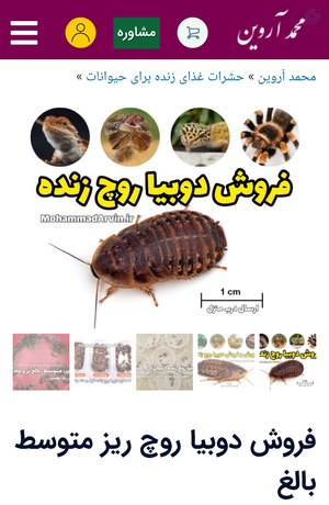 فروش دوبیا روچ ریز متوسط بالغ Dubia Roaches
فروش دوبیا روچ ریز متوسط بالغ ۱۸۲۶|۶۸۲|۰۹۱۲ پیامک یا اپلکیشن ها