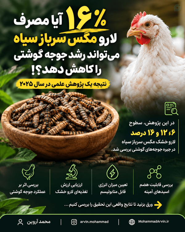 آیا مصرف بیش از حد لارو مگس سرباز سیاه به رشد جوجه گوشتی آسیب می‌زند؟

مصرف ۱۶٪ لارو مگس سرباز سیاه رشد جوجه گوشتی