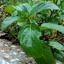 Profile picture of ‌روحاء‌