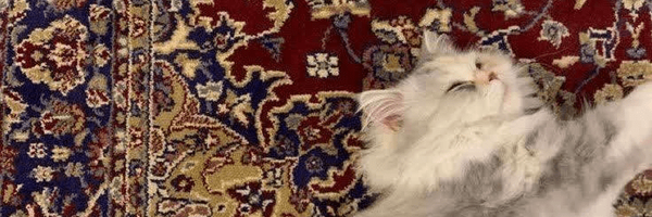 ‌ایراندخت‌'s header picture