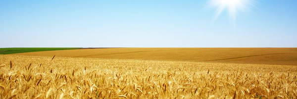 ‌محمدرضا رحیمی‌'s header picture