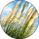 Profile picture of ‌افشین صفری‌
