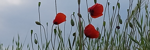 ‌نسیم کاهیرده‌'s header picture