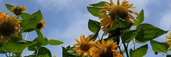 ‌زهرآ‌'s header picture