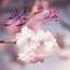 Profile picture of ‌یاس سفید‌