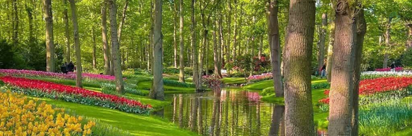 ‌گل یاس‌'s header picture