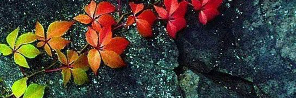 ‌محمد سلیمی‌'s header picture