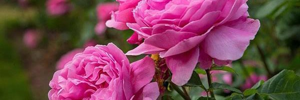 ‌از تبار کوروش کبیر‌'s header picture