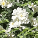 Profile picture of ‌نسترن‌