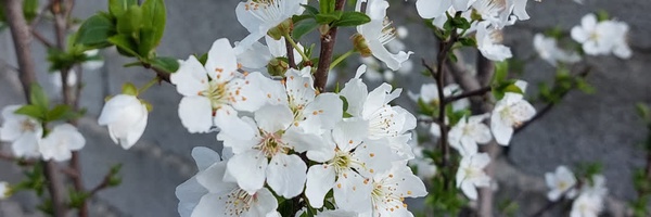 ‌نیره احسان دوست‌'s header picture