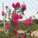 Profile picture of ‌فاطمه‌