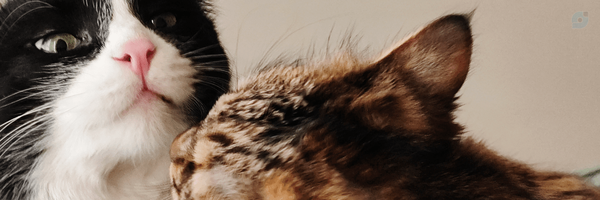 ‌Ali 8‌'s header picture