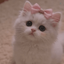 Profile picture of ‌فلفل‌