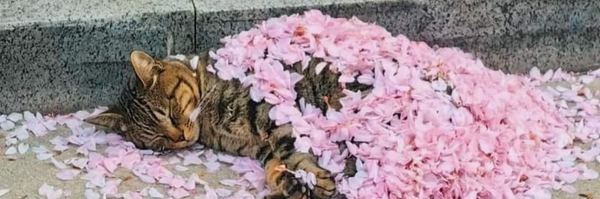 ‌حَبّابه سعادت‌'s header picture