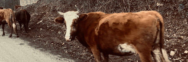 ‌Gaib Horn‌'s header picture
