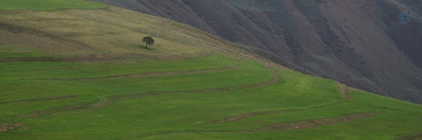 ‌Hediyeh Nejati‌'s header picture