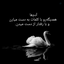 Profile picture of ‌🕊️علیاحضرت آبان 🍂‌