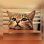 Profile picture of ‌<حانیه>‌