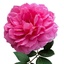Profile picture of ‌۱۱۸ Ghaffari‌