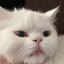 Profile picture of ‌مملی‌