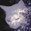 Profile picture of ‌𝗦𝗣𝗜𝗞𝗘 ☫‌