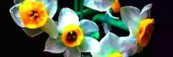 ‌Baran Javadi‌'s header picture