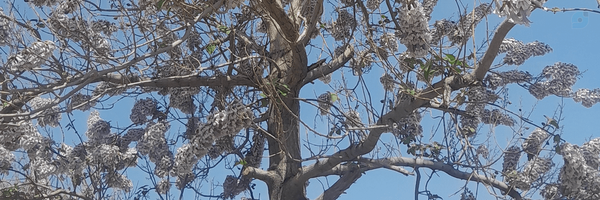 ‌سید محمدرضا موسوی‌'s header picture