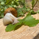 Profile picture of ‌گیل راب🐌‌