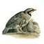 Profile picture of ‌Safi صفی‌