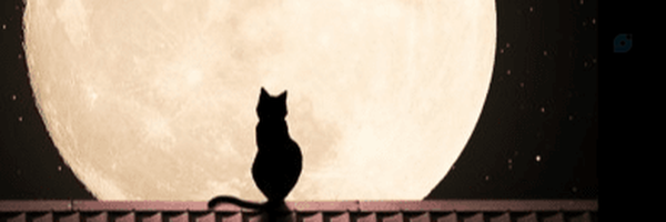 ‌Null Hashemi‌'s header picture
