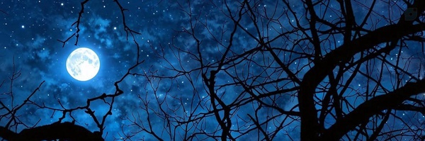 ‌زهرا کمالی‌'s header picture