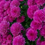 Profile picture of ‌یاس‌