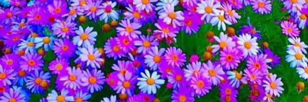 ‌سید مسعود سید حسینی‌'s header picture