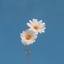 Profile picture of ‌‹بکـٰآء❈!'›‌
