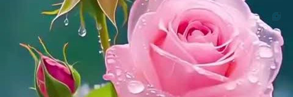 ‌دنبال بندگی‌'s header picture
