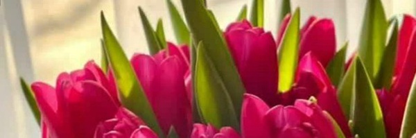 ‌ربابه میربمانی‌'s header picture