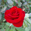 Profile picture of ‌soghra Majidi‌