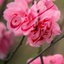 Profile picture of ‌Reza Faryabi‌