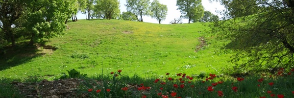 ‌نیما آشنا‌'s header picture