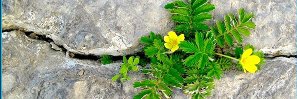 ‌پارمیس محمدی‌'s header picture