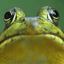 Profile picture of ‌گوگوگاگا🐸‌